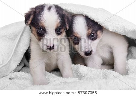 Puppies Mestizo In Blanket