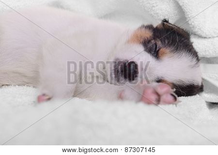 Puppy On A White Blanket
