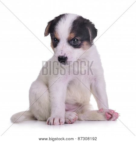 Little Puppy Crossbreed