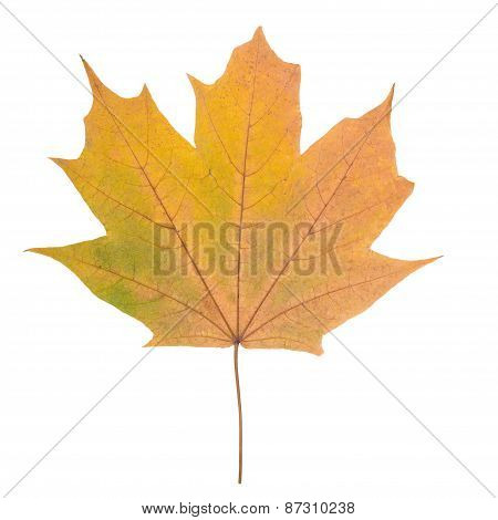 Yellow Maple Leaf