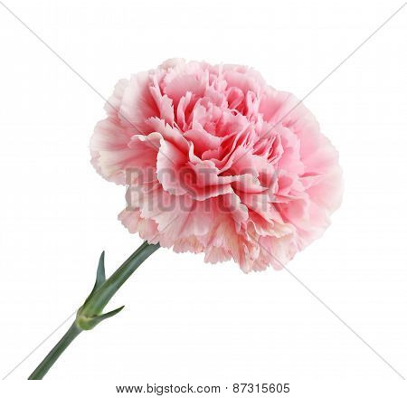 Pink Carnation Flower