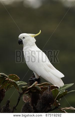 Sulphur-crested Cockatoo (cacatua Galerita)