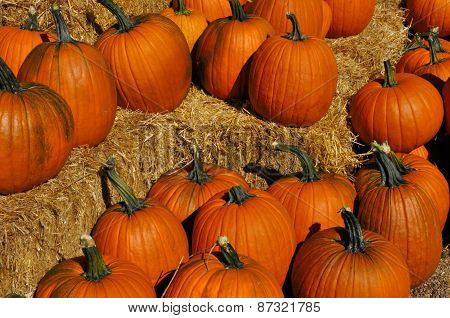 Autumn Harvest: Pumpkins