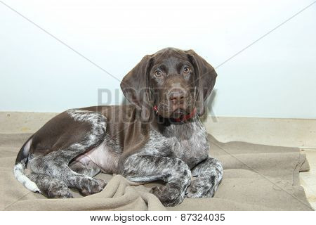 German Shorthaired Pointer Puppy