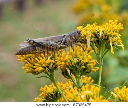 Grasshopper on goldenrod