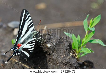 Zebra Swallowtail