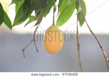 marian plum on the tree