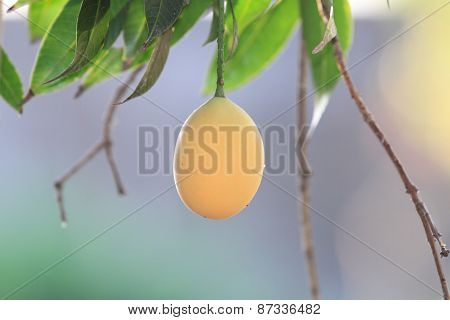 marian plum on the tree