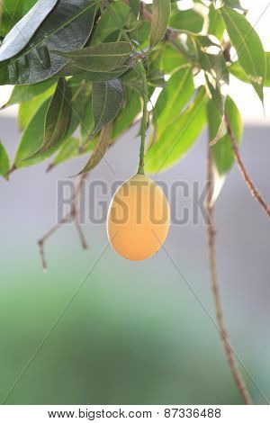 marian plum on the tree