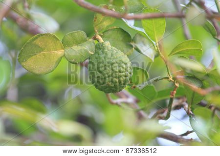 bergamot on the tree