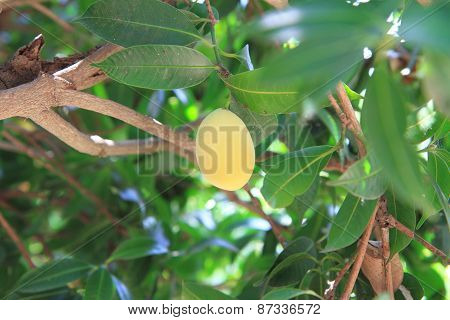 marian plum on the tree