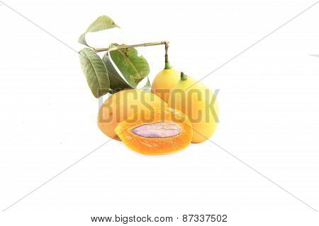 marian plum
