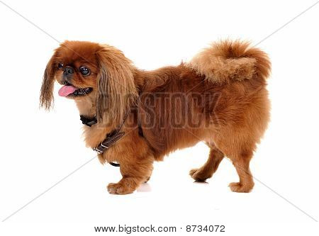 Cão pequinês