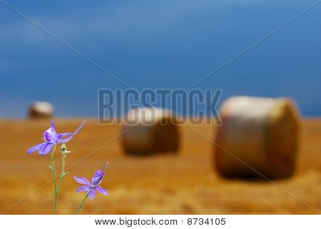 Lilla blomst