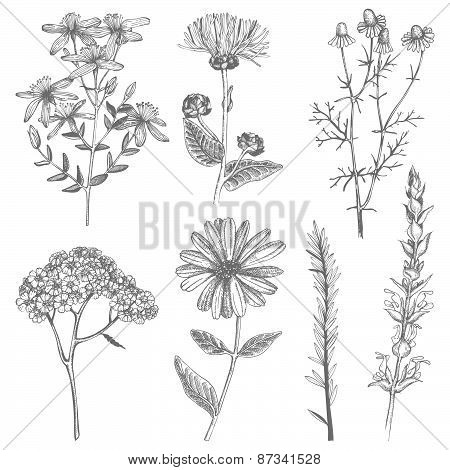 Vintage herbs set