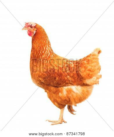 Full Body Of Brown Chicken Hen Standing Isolated White Background Use For Farm Animals And Livestock