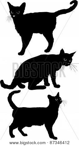 vector cat set 3