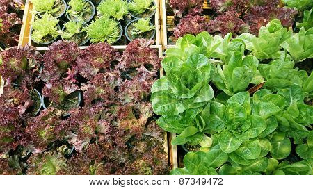 Salad Vegetable Hydroponics Garden With Water Droplets