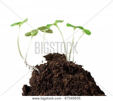 Little plants on clod of soil, macro photo.