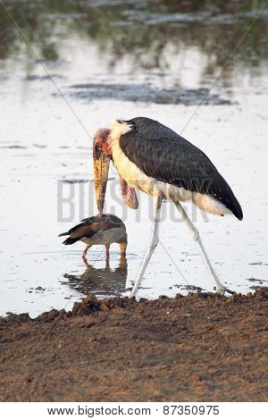 Marabou Stork Walking In The Shallow Water