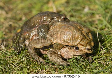 Mating Of Toads