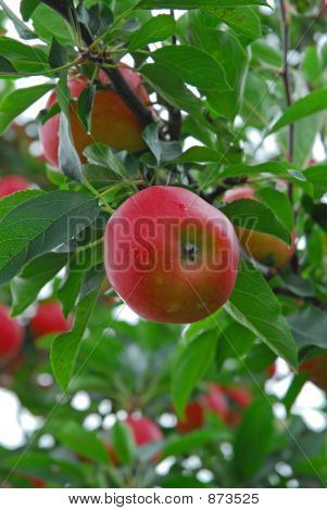 Apple7274