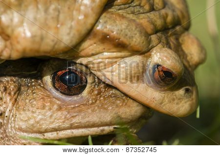 Mating Of Toads