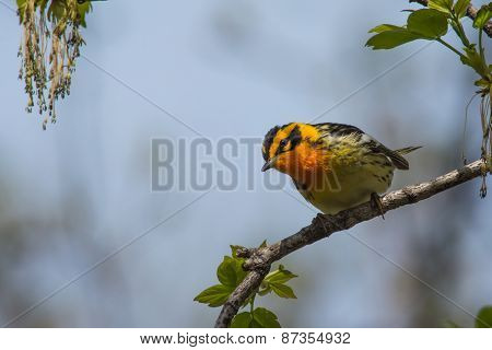 Blackburnian Warbler