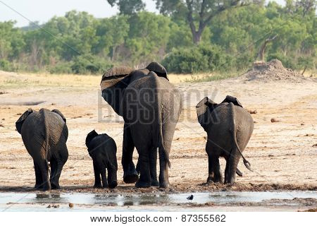 Herd Of African Elephants Drinking At A Muddy Waterhole