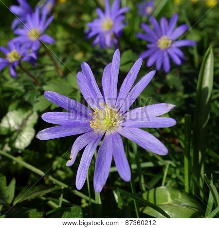 Blue Anemone Flowers