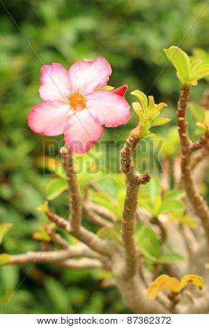 Pink Flowers In A Nature At The Garden