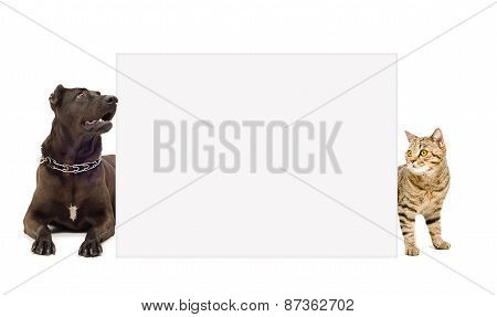 Dog and cat looks out from behind a banner