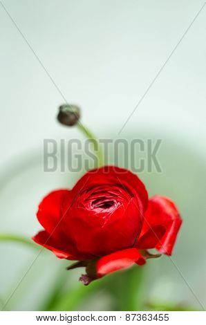 Colorful Red Flower Ranunculus Spring