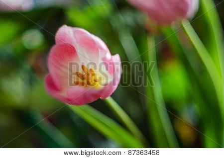 Beautiful Spring Flower Tulip