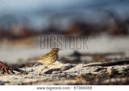 Meadow Pipit (anthus Pratensis)