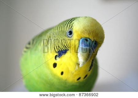 Happy parakeet