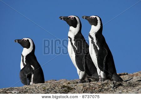 Pinguini africani