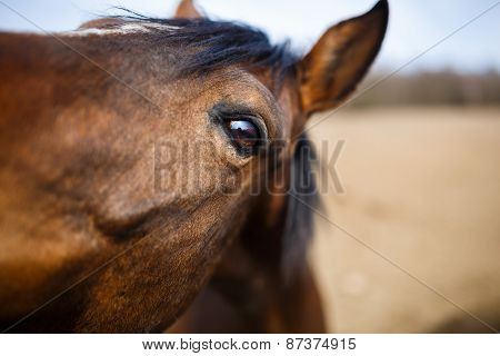 Horse Eye Detail