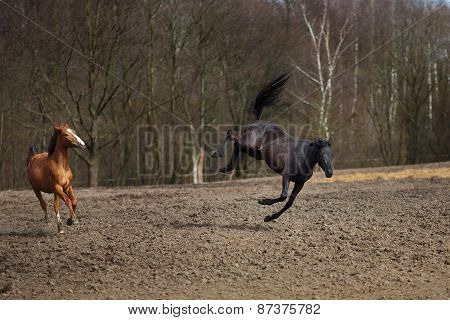 Running Horses