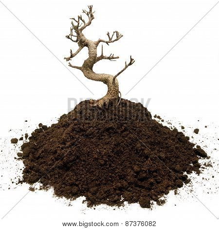 Dead Bonsai Tree
