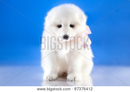Photo Of Whelp Samoyed Breed