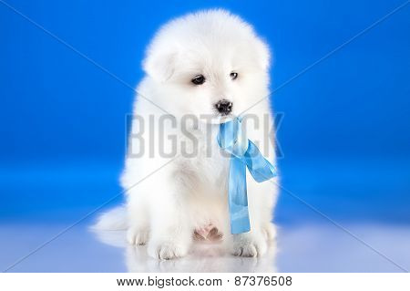 Image Of Whelp Samoyed Breed