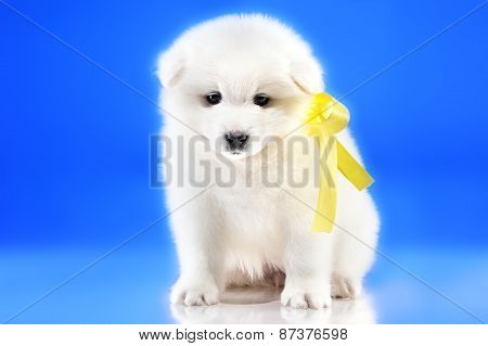 Photo Of Cute Puppy Samoyed Breed