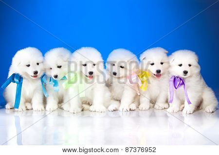 Image Of Puppies Samoyed Breed