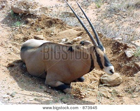 Kudu 휴식
