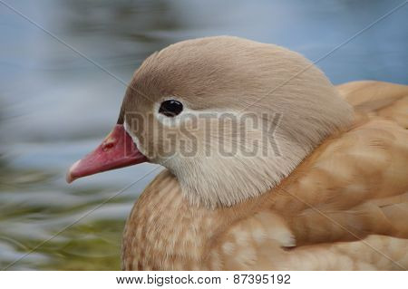 Duck face