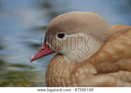 Duck face