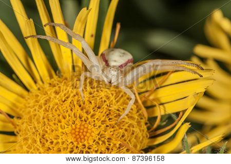 Crab spider on yellow flower macro
