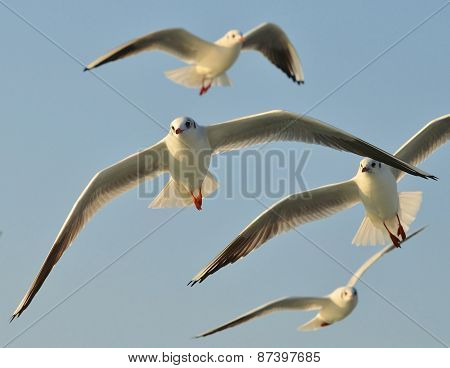 Seagull flying