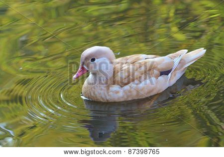 Duck swimming, Female mandarin duck